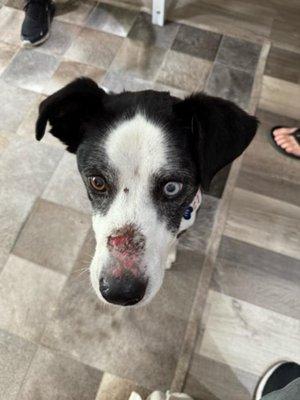 Blue on 7/2/24 after 5 days boarded by Julie's Pet Grooming in Rancho Santa Margarita.