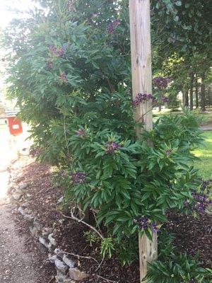 An evergreen wisteria vine that grows on an archway at the trail head.