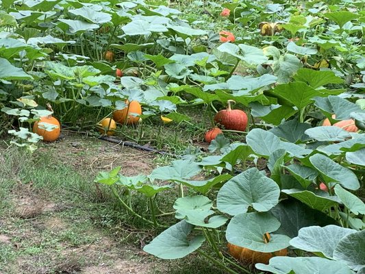 Pumpkins