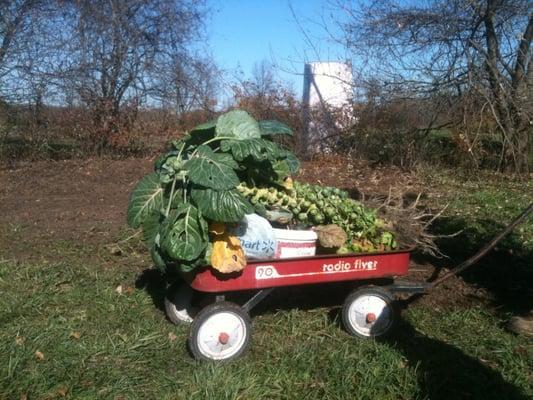 Fall U-Pick wagon load!