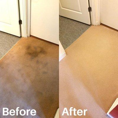 Example Carpet Cleaning Nicholasville KY