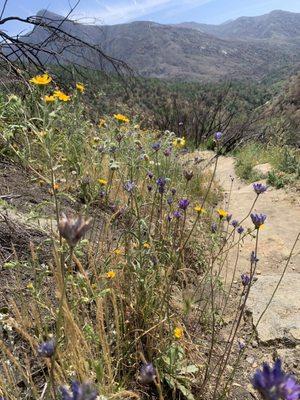 Marble Falls Sequoia National Park 04.10.22 Sun