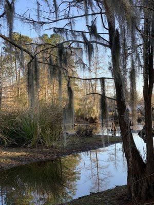 Spanish moss