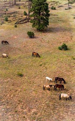 Wild Horses near Heber, AZ