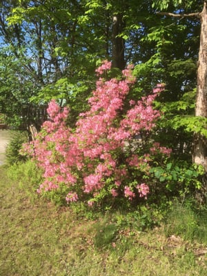 Blooming shrub.