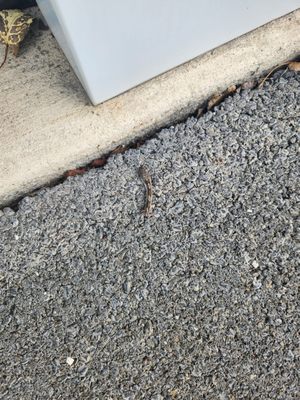 Baby copperhead