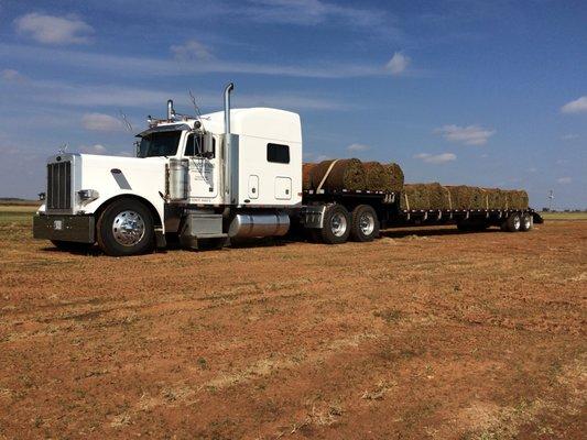 Green Turf Sod