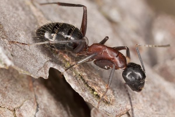 Carpenter Ant