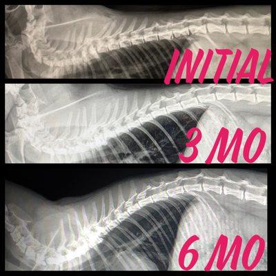 Xrays Initial, 3 months and six months Feline. Spinal adjusting, cold laser and PEMF for a success.