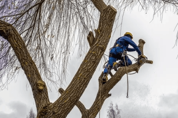 Bethesda Tree Service Pros