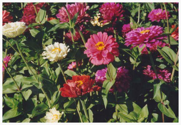 Zinnias