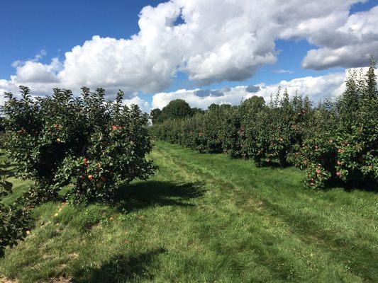 Woodstock Country Orchard