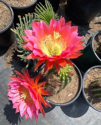 the most gorgeous flowering cactus!