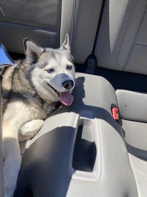 Kodi- my 30lb Klee Kai who was only fed 1/2 cup once a day for a week