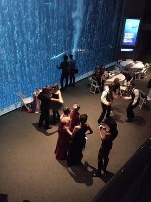 Clark- Jablonski Wedding dancers at Monterey Bay Aquarium.