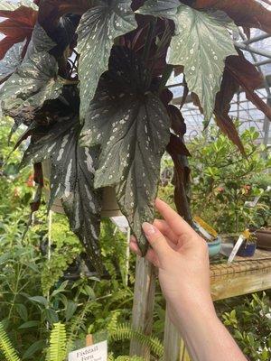 Huge begonia!