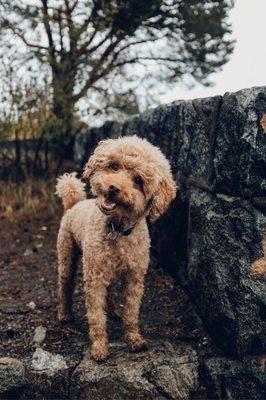 Here's Charlie, on our usual walk thru the trail. He always knows its adventure time when we walk in thru the door