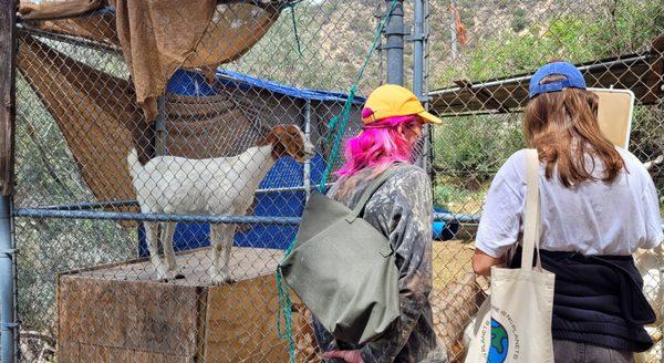 Feeding the goats