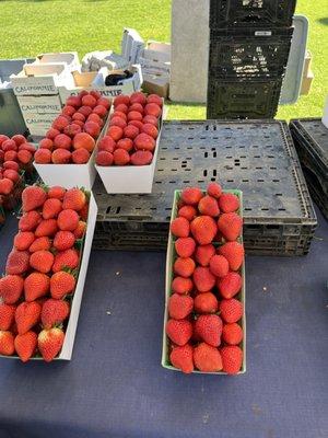 The yummiest strawberries