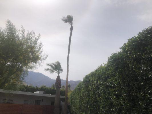 Palm tree trimming