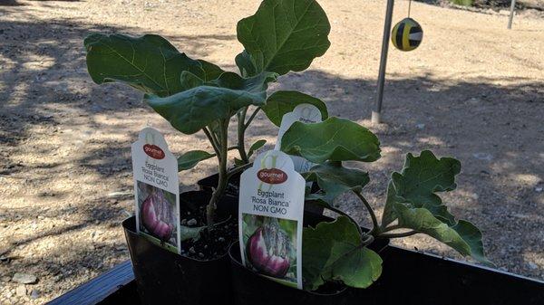 Edible garden sustainability learning.