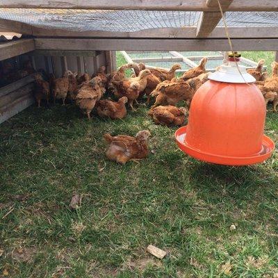 Freedom Ranger chicks out on grass, enjoying the sunshine