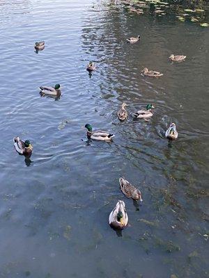 There are Various types of Birds in the water @ Jenney Pond Park in Plymouth MA. Fall of 2020