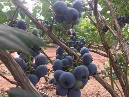 Close up of Bluecrop Blueberries during our 2018 u-pick season.