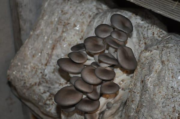 Silver Oyster mushrooms