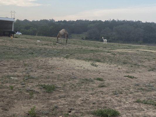 Camels and Alpacas