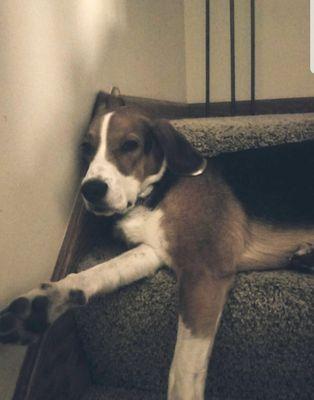 One of Jack's favorite spots on the stairway so he can see everything that going on