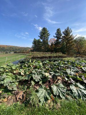 Chandler pond farm garden