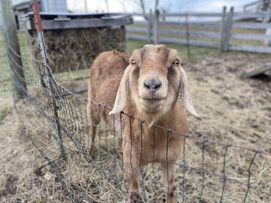 Animals on the farm