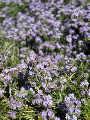 Lacy phacelia