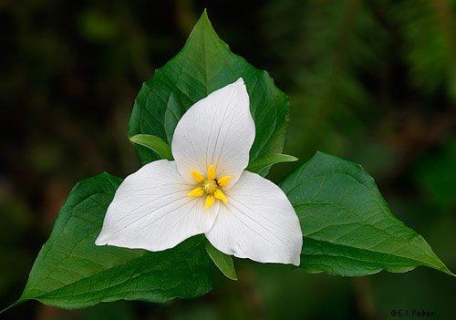 The Trillium flower