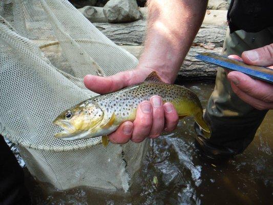 Loyalhanna Watershed Association