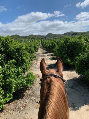 Sutter/Kirby Ranch Temecula