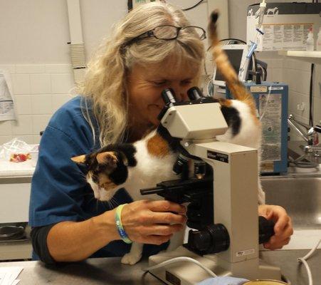 Kilo helping Sandy ready a cytology