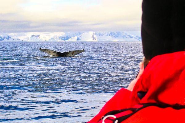 Thar' She Blows! - Antarctica