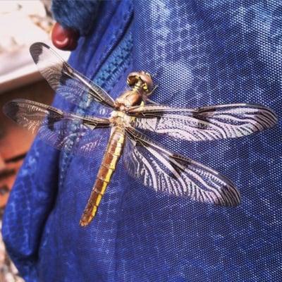 12-spotted skimmer on purse