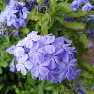 Plumbago