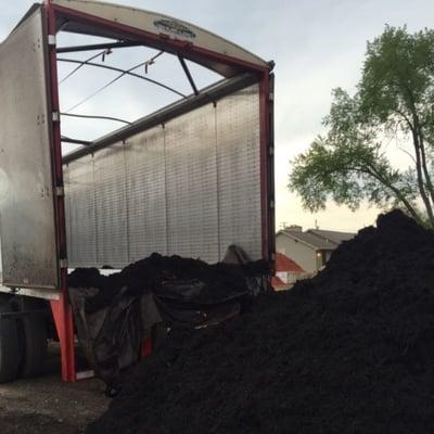 Black mulch being delivered from walking floor trailer