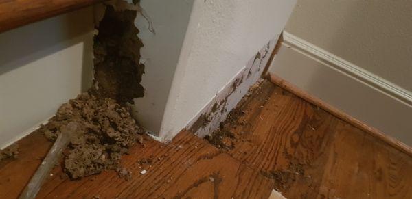 Termite damage when not having protection