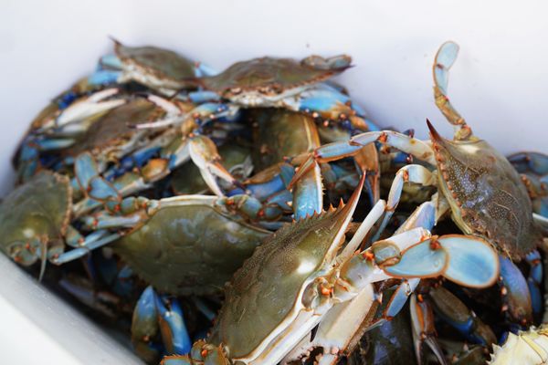 Bushel of blue crabs