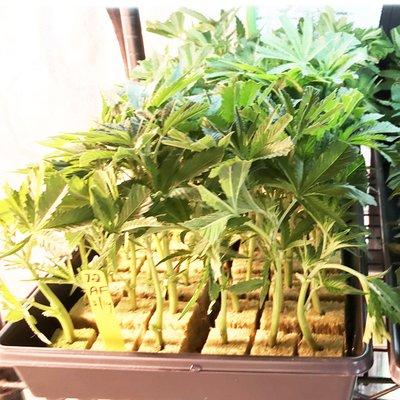 We keep all of our marijuana clones in a steril, healthy environment to give you maximum yields!