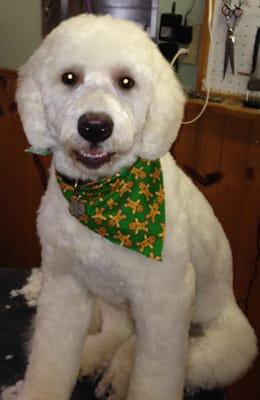 Bently after his groom