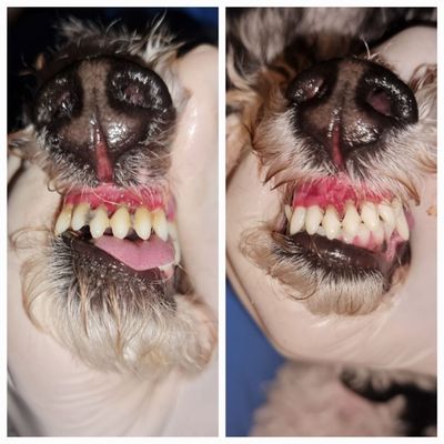 Before and after Prophylaxis without anesthesia