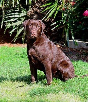 Dr. Allen's labrador retriever, Tanner is our office mascot!