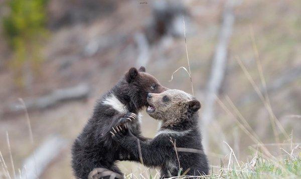 Baby grizzlies at play