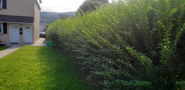 Hedge trimming